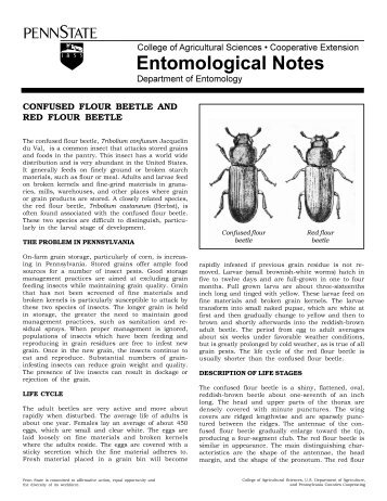 Confused Flour Beetle - Department of Entomology