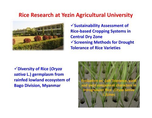 Focus on rice production in Myanmar