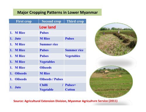 Focus on rice production in Myanmar