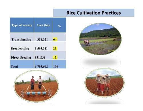 Focus on rice production in Myanmar