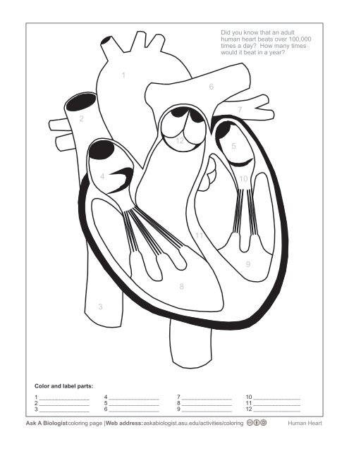 heart parts coloring pages