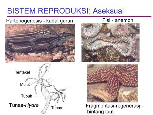 17+ Hewan fragmentasi adalah update 