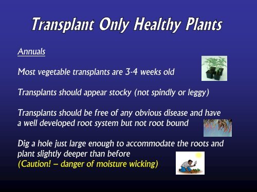 Establish planting using transplants