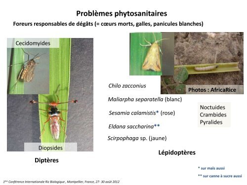 Diapositive 1 - INRA Montpellier