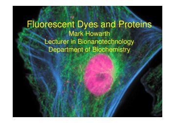 Fluorescent Dyes and Proteins - Department of Biochemistry