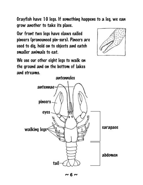 All About Arkansas Crayfish - Arkansas Game and Fish Commission