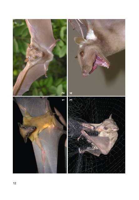 Four new bat species from the âterritory of the Czech Republicâ