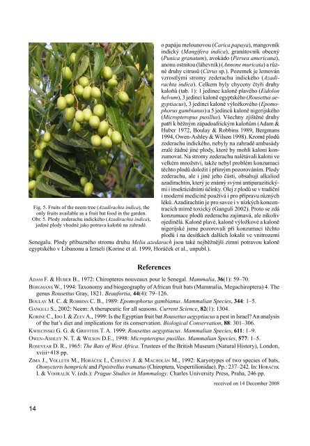 Four new bat species from the âterritory of the Czech Republicâ