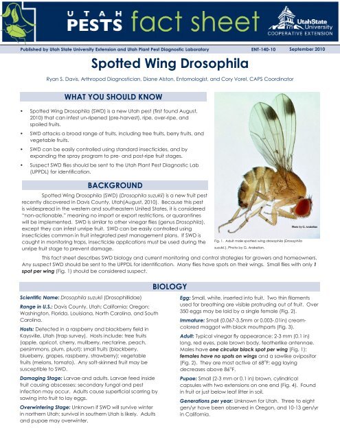 UT fact sheet - Western Colorado Insects