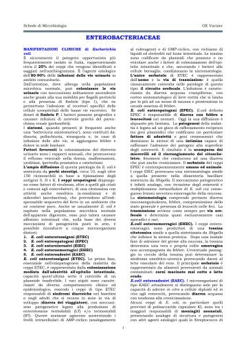 ENTEROBACTERIACEAE - Sezione di Microbiologia