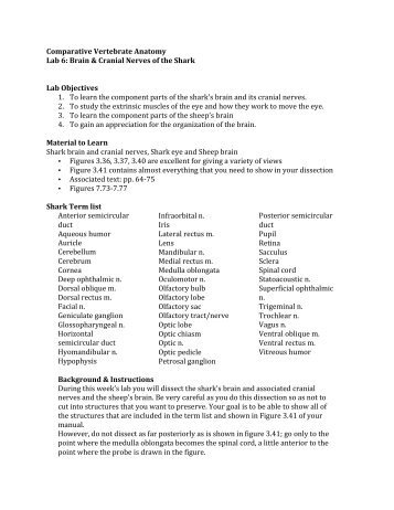 Comparative Vertebrate Anatomy Lab 6: Brain & Cranial ... - Courses