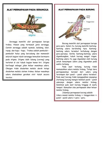 Alat pernafasan belalang