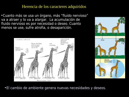 evolución molecular