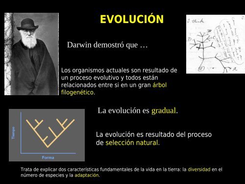 evolución molecular