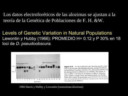 evolución molecular