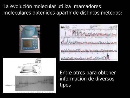 evolución molecular