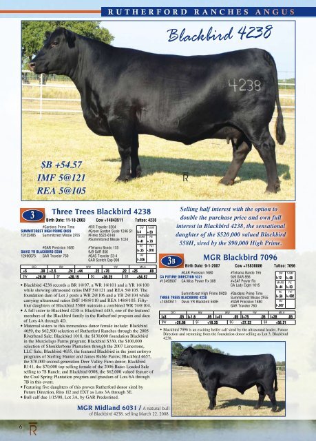 Rutherford Ranches Inaugural Production Sale! - Angus Journal