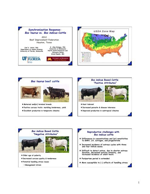 Bos taurus vs. Bos indicus - Beef Improvement Federation