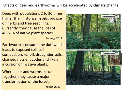 Climate change impacts and forest management