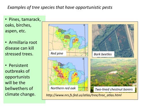 Climate change impacts and forest management