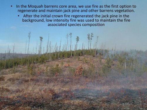 Management of the Moquah Barrens in Bayfield County
