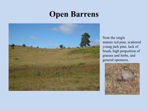 Management of the Moquah Barrens in Bayfield County