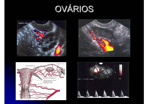 ANATOMIA RADIOLÃGICA DA PELVE E PERÃNEO - Unesp