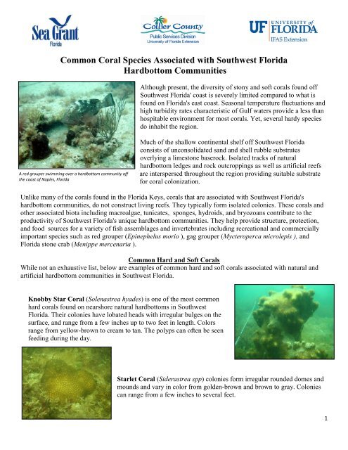 Common Coral Species of Southwest Florida - Pinellas County ...