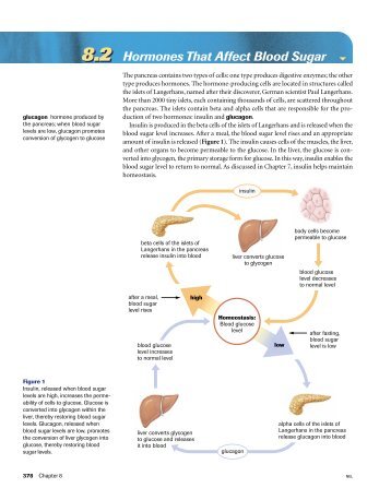 8.2 Hormones That Affect Blood Sugar