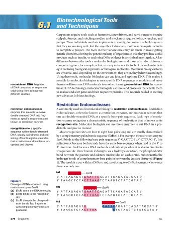 Restriction Enzymes