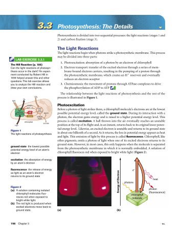 3.3 Photosynthesis: The Details