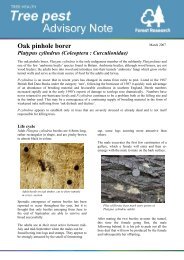 Oak pinhole borer - ConFor