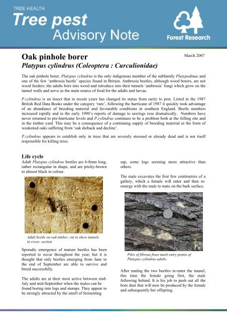Oak Pinhole Borer Confor