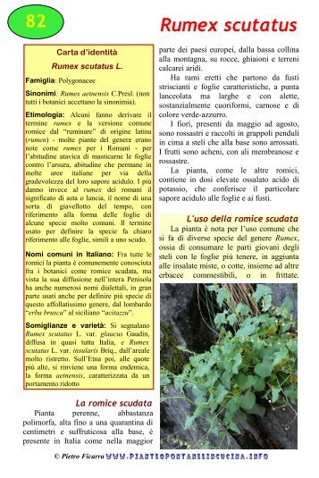 Rumex scutatus - Piante spontanee in cucina