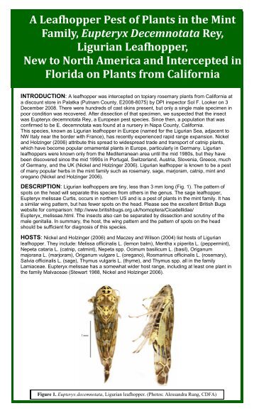 June-A Leafhopper Pest of Plants in the Mint Family.pub