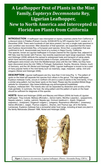 June-A Leafhopper Pest of Plants in the Mint Family.pub