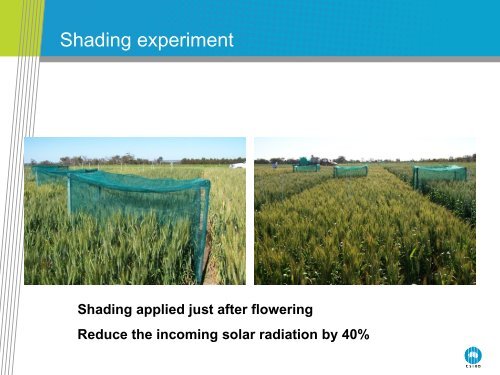 Sink limitation of wheat crops in the high rainfall zone of southern ...