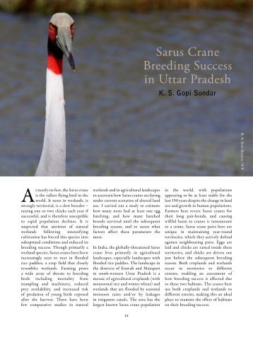 Sarus Crane Breeding Success - Department of Fisheries, Wildlife ...