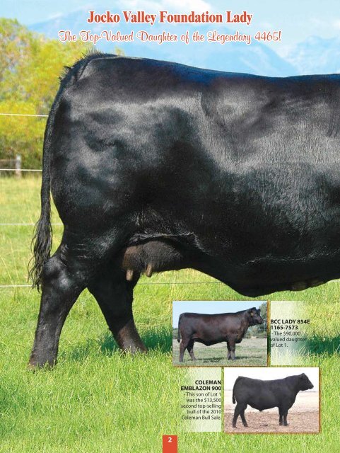 Jocko Valley cattle - Angus Journal