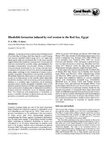 Rhodolith formation induced by reef erosion in the Red Sea, Egypt