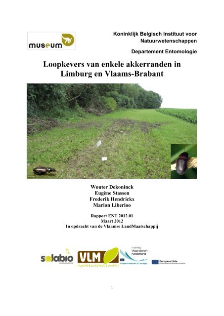 Loopkevers van enkele akkerranden in Limburg en Vlaams-Brabant