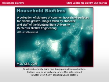 MSU-CBE, 2006 - Center for Biofilm Engineering