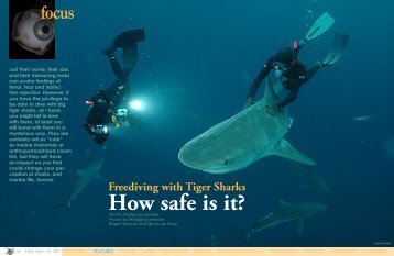 Freediving with Tiger Sharks :: X-RAY Magazine :: Issue 18 - 2007