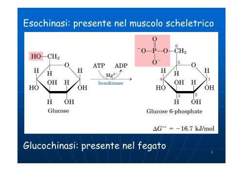 Regolazione del metabolismo del glucosio