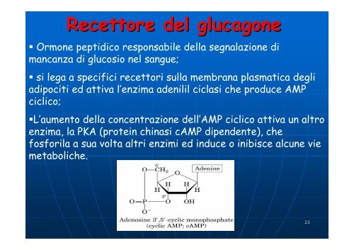 Regolazione del metabolismo del glucosio