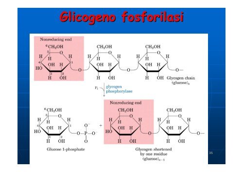 Regolazione del metabolismo del glucosio