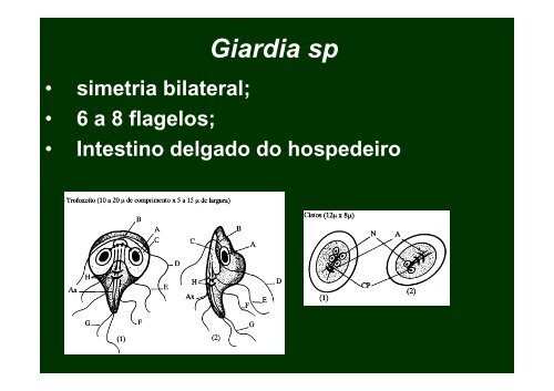 Subfilo: Zoomastigophora - Ufersa