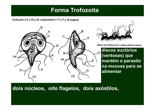 Subfilo: Zoomastigophora - Ufersa