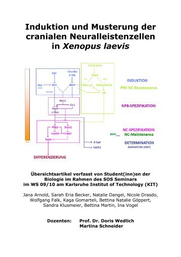 Review_Induktion und Musterung cranialer NLZ__2010_05_20 - KIT