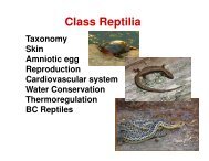 Class Reptilia